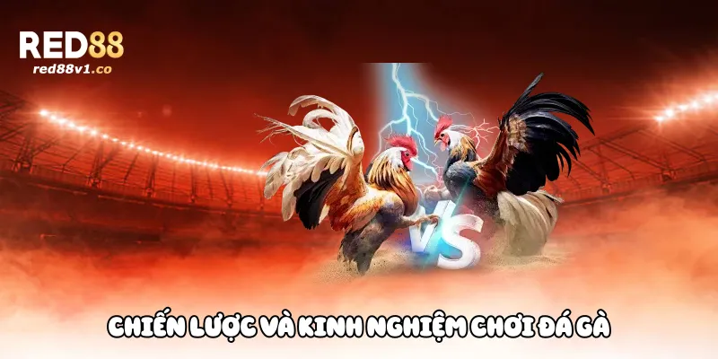 Trải nghiệm người chơi đá gà Red88