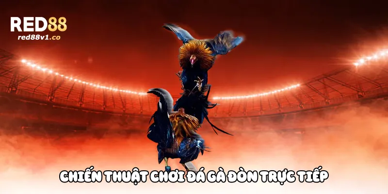 Chiến thuật chơi đá gà đòn trực tiếp