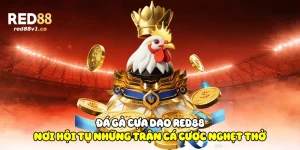 Đá Gà Cựa Dao