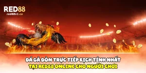 Đá Gà Đòn Trực Tiếp