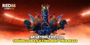 đá gà trực tiếp C1