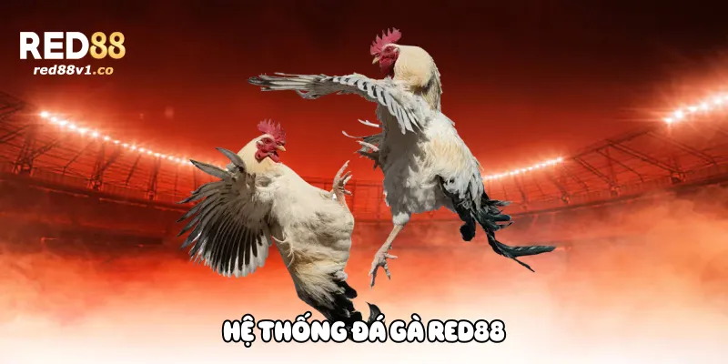 Hệ thống đá gà Red88