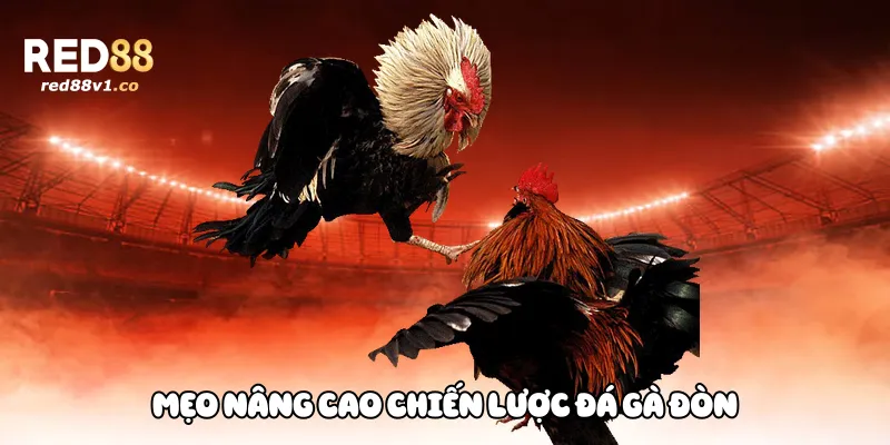 Mẹo nâng cao chiến lược đá gà đòn