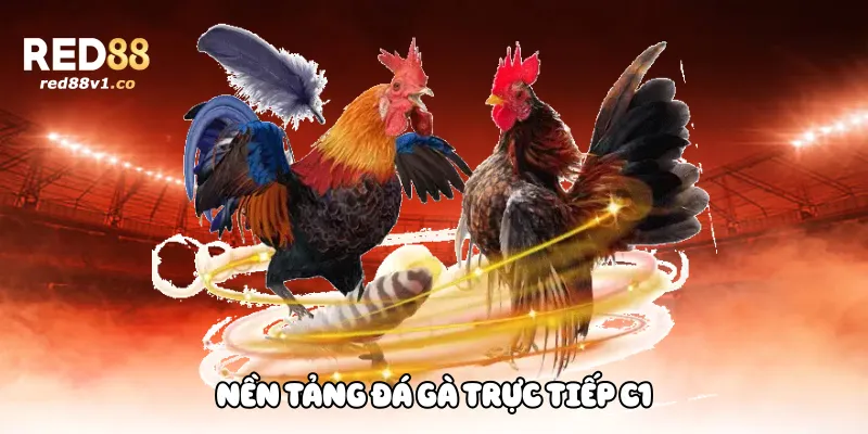 Nền tảng đá gà trực tiếp C1