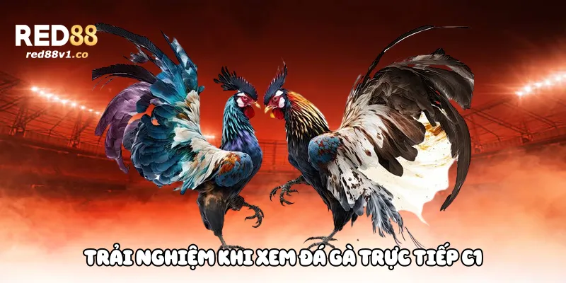 Trải nghiệm khi xem đá gà trực tiếp C1