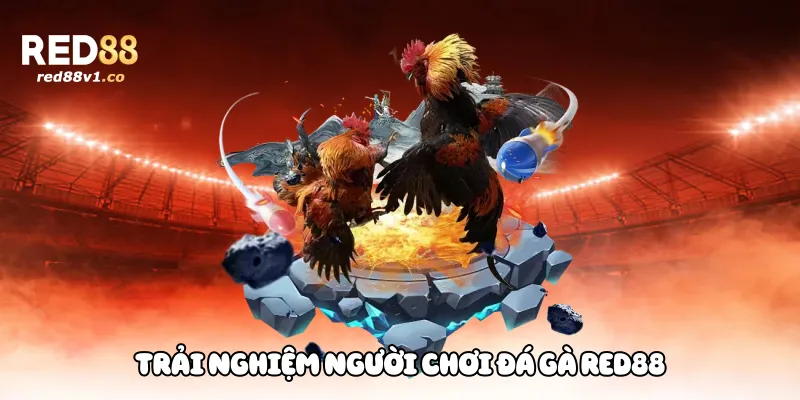 Chiến lược và kinh nghiệm chơi đá gà